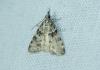 Scoparia pyralella